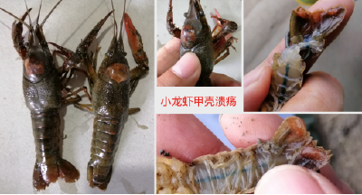 小龙虾“五月魔咒”防不住？三招教你送瘟神