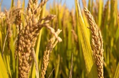 每年增产300亿公斤！袁隆平提出发展“海水稻”最新目标