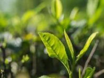 巴东出台“硬核”方案　为春茶消费扶贫谋出路