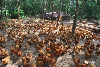 养殖秘籍：散养土鸡的十个销售方法