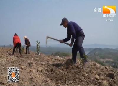 十堰丹江口：打造精品柑桔示范园 带动村民就业增收