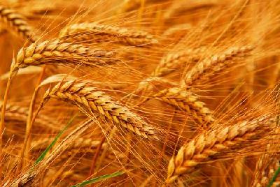 收购价格集体上涨！小麦“脱缰”了？