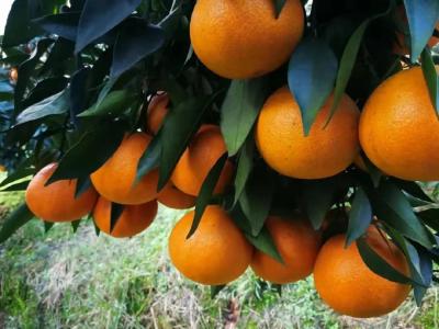 柑橘叶面肥怎么施，才能花钱少、肥效高？【建议收藏】