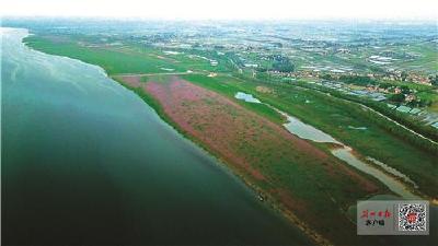 监利：挥舞“绿色画笔” 浇灌出一片片生态绿洲