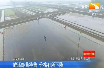 鲜活虾苗待售 价格有所下降