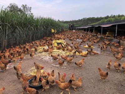 国际家禽协会：新冠疫情期间仍要保障全球家禽引种贸易