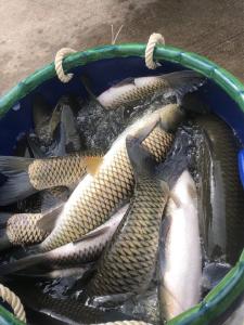 草鱼价飙升，最高6.8元！养殖户要雄起！喂得好才能长得更好！