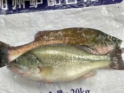 加州鲈暴涨2元/斤，最高17元/斤！水花价格翻倍，惜售等价还是清塘放苗？