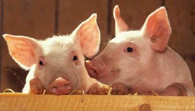 湖北省猪肉价格回落 生猪存栏增长