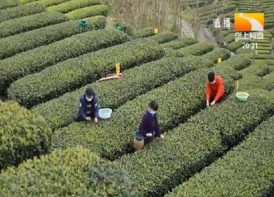 湖北300万亩茶园开采 4000多家茶企复工复产