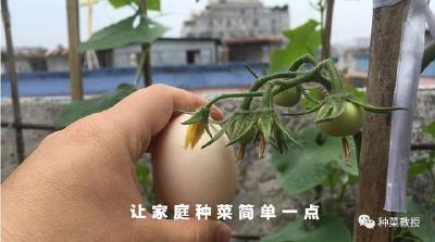 新手种菜需做什么准备？这3个步骤让你快速学会种各种蔬菜