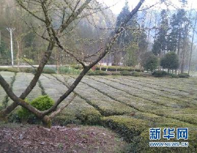 鹤峰五里乡3400多亩茶园遭受霜冻 损失500多万元