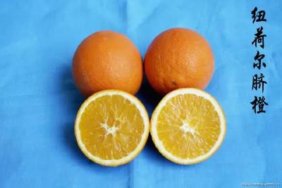 纽荷尔脐橙栽培技术手册（完全版）