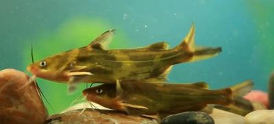 肉多个大！经过基因编辑的鱼可以放心食用吗？