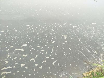 池塘下风口有油膜和泡沫，怎么处理？按这5步做！