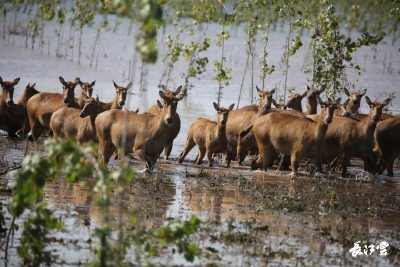 石首麋鹿保护区添丁逾120头 新生幼仔有望创新高
