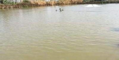 连续阴雨，池塘水质浑浊，需要怎么处理？ 