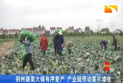 荆州蔬菜大镇有序复产 产业链带动菜农增收