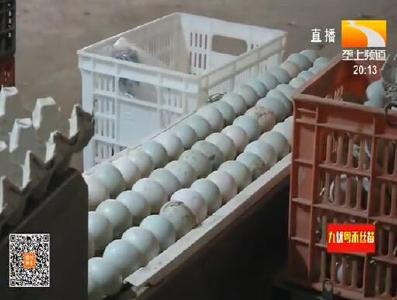 荆州：日销鸡蛋60万枚 禽蛋企业开足马力生产
