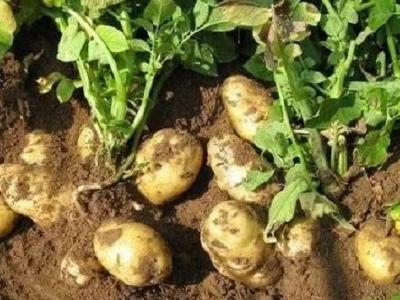 今日土豆价格多少钱一斤？附近期土豆产区行情走势