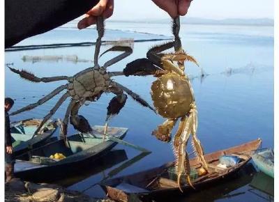 立夏将至，温度上升！大闸蟹养殖户不注意这三点将损失惨重！