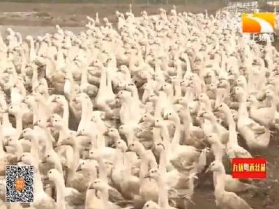 襄阳南漳：四千只肉鹅上市了