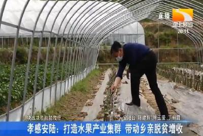 孝感安陆：打造水果产业集群 带动乡亲脱贫增收