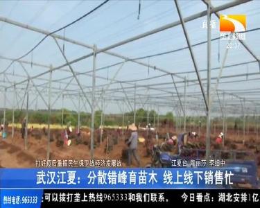 武汉江夏：分散错峰育苗木 线上线下销售忙