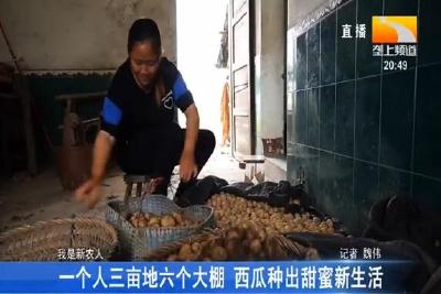 一个人三亩地六个大棚 西瓜种出甜蜜新生活