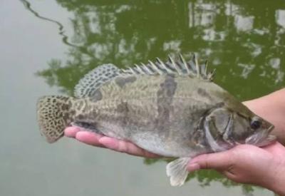 这条鱼即将起飞，广东鳜鱼价格刚涨就跌，反促湖北、江苏鱼价上涨