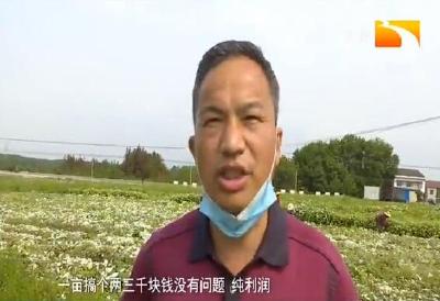 因地制宜种红薯 带来高效益