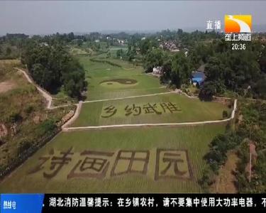 这幅画要从空中看！50亩彩色水稻种出一片美景