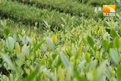 宜昌: 寻找春茶销售 “逆袭”之路