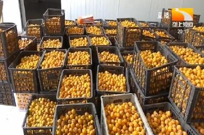 鲜果酿美酒 转化增值拉动水果规模种植