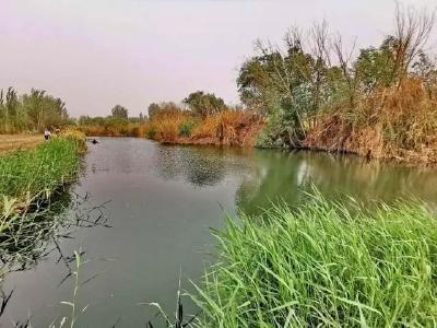 喝地下泉水长大，鄯善产出“沙漠小龙虾”