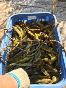 黄颡鱼卖出“逆天价”！全国缺鱼，投苗火爆，或涨超20元/斤