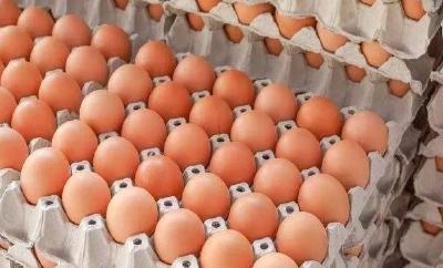湖北蛋鸡企业的挣扎：鸡蛋价格低谷 饲料成本高企 养得多亏得多