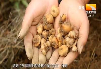 5000亩元胡采挖忙 大个头占80%