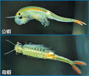 荆州松滋疑似发现两亿年前与恐龙同时代古生物“仙女虾”