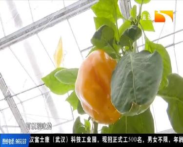 江西智能种菜 成本降了品质升了