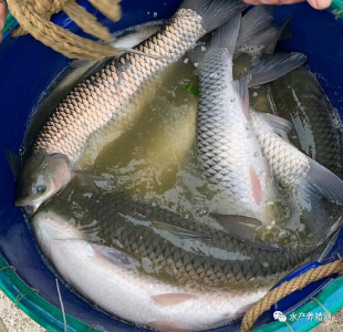 草鱼价格总体稳定、鲫鱼缺货继续涨价！