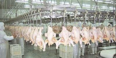 疫情下活禽禁售再升级？26省市推动家禽集中屠宰、冰鲜上市