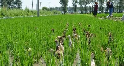 养殖又出新政策！种养结合成为补贴热点！