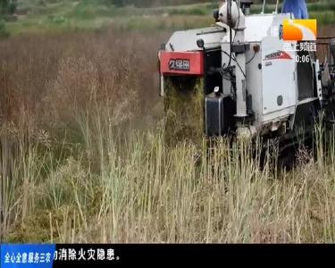 武汉150万亩油菜中稻全程机械化 收割种植率超70%