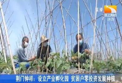荆门钟祥:设立产业孵化园 贫困户零投资发展种植