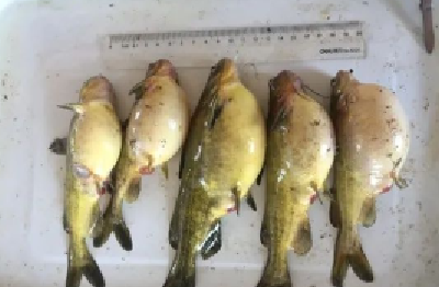 2020年春季黄颡鱼暴发性疾病，专家诊断与防控措施建议来啦！