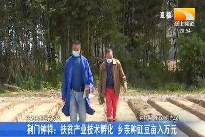 荆门钟祥：扶贫产业技术孵化 乡亲种豇豆亩入万元