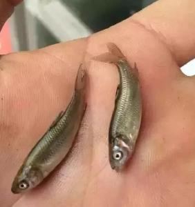 警惕！它可使成千上万鱼苗一夜间骤亡！