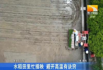 水稻田里忙插秧 避开高温有诀窍