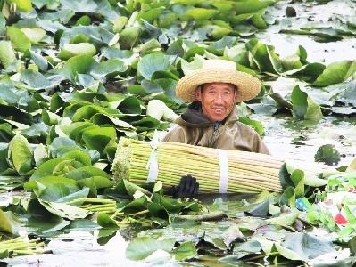 睡莲出水！云梦县隔蒲潭镇陈刘村村民采收睡莲